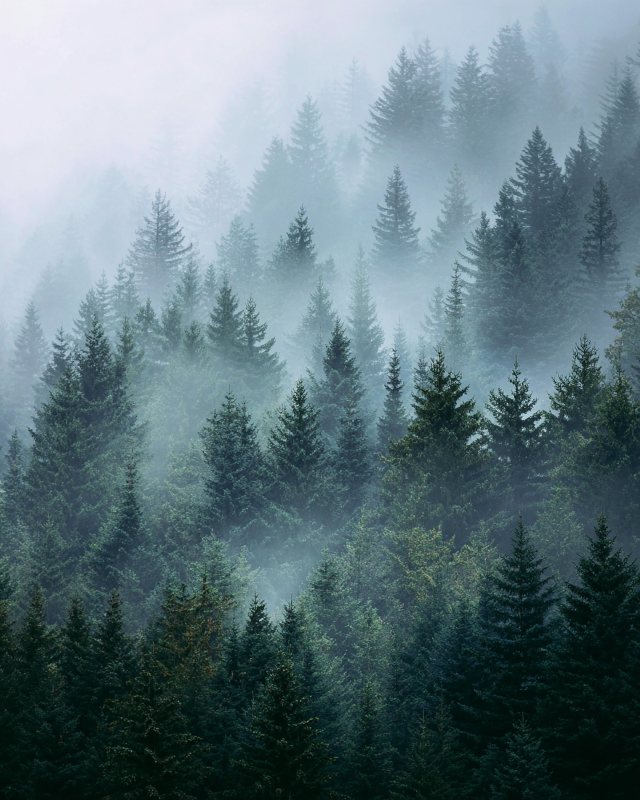Misty Pine Forest II Landscape Print | Printable Wall Art for Home Office | Digital Download — printable digital download